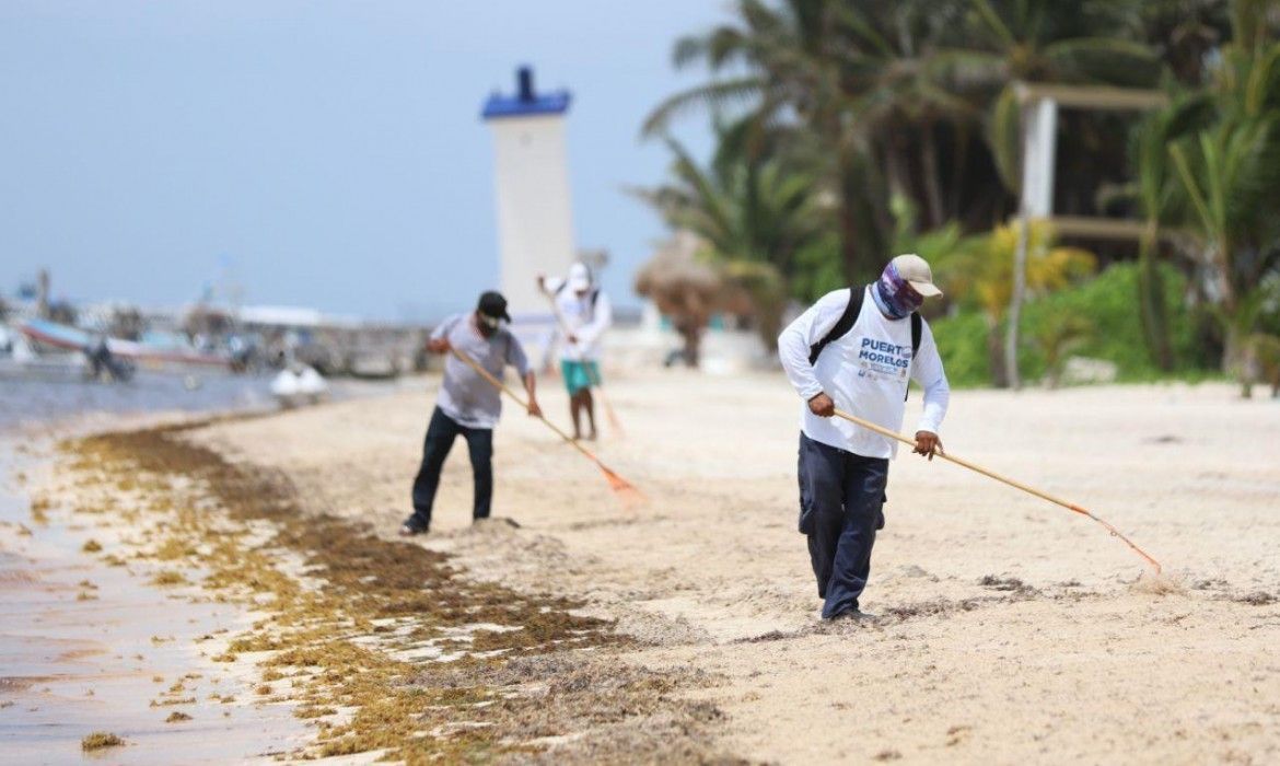 En un mes, retiraron más de 1600 metros cúbicos de sargazo en Puerto Morelos