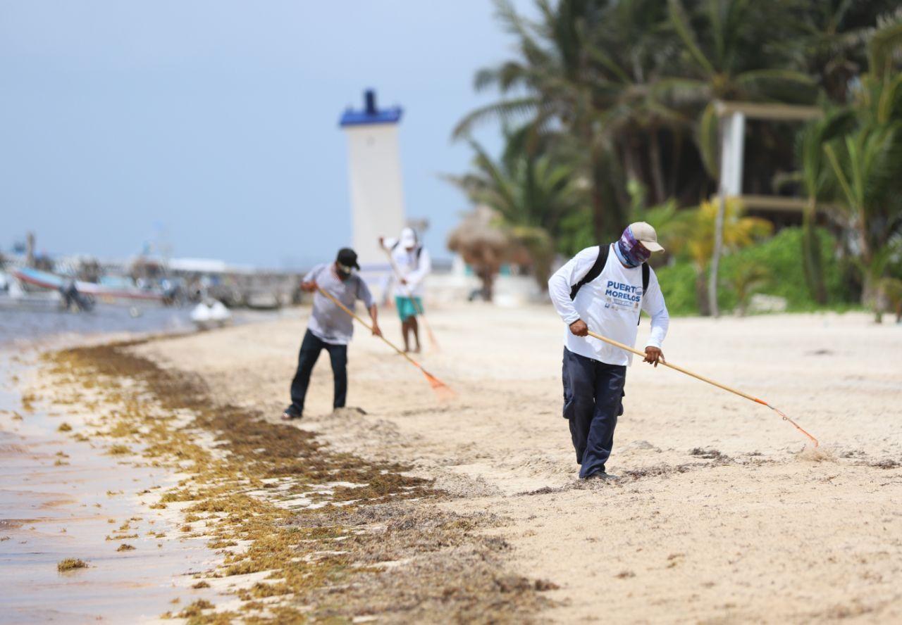 En un mes, retiraron más de 1600 metros cúbicos de sargazo en Puerto Morelos