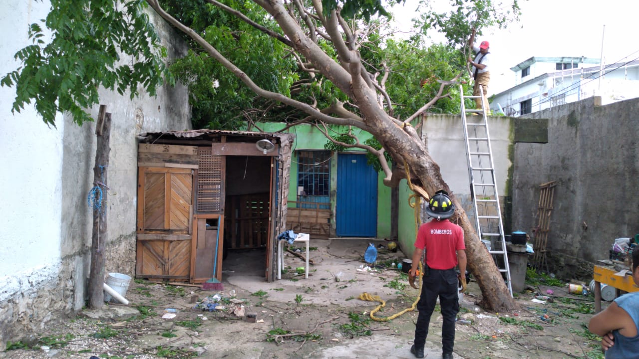 GAMMA | En Puerto Morelos hubo más de 200 llamadas por caídas de ramas o árboles, informó Laura Fernández