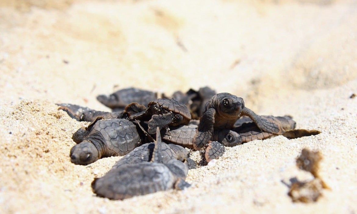 Gobierno de Laura Fernández contabiliza 4232 nidos de tortuga en Puerto Morelos en la actual temporada