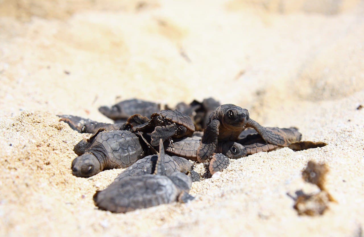 Gobierno de Laura Fernández contabiliza 4232 nidos de tortuga en Puerto Morelos en la actual temporada