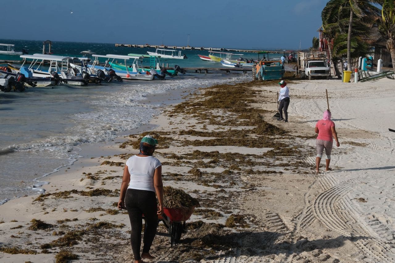 Mantiene gobierno de Puerto Morelos limpieza de playas por presencia de sargazo