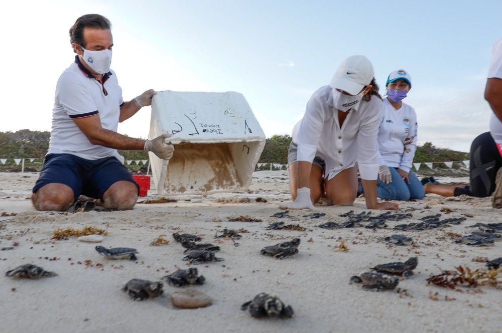 Participan Pedro Joaquín y su esposa, Mary Mar Abad de Joaquín, en la liberación de tortugas marinas