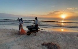 Mantienen las playas de Tulum limpias y libres de sargazo