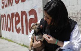 Propone Estefanía Mercado endurecer sanciones por maltrato animal
